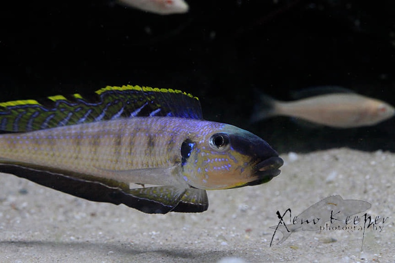 Enantiopus melanogenys 'Kipili'